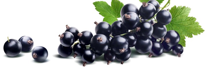Image of blackcurrants